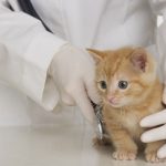 Veterinary<br />
Clinics